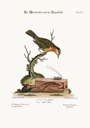 Il mangiatore di vermi e il coleottero caprino